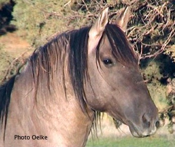 Spanish Mustang