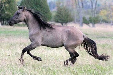 SORRAIA MUSTANG STUDBOOK The SORRAIA MUSTANG STUDBOOK (SMS) has been